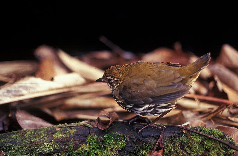Striated Antthrush