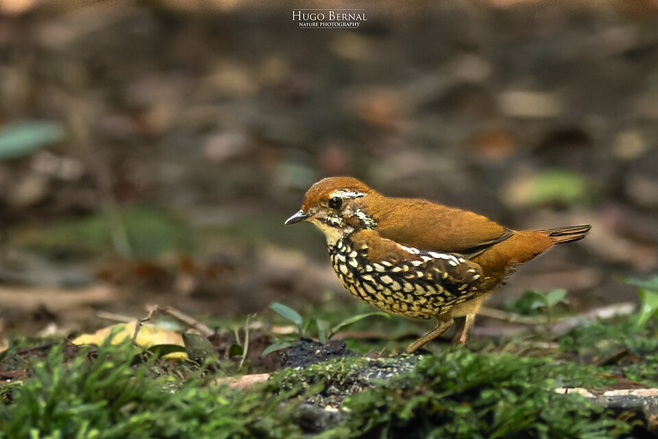 Schwartz's Antthrush