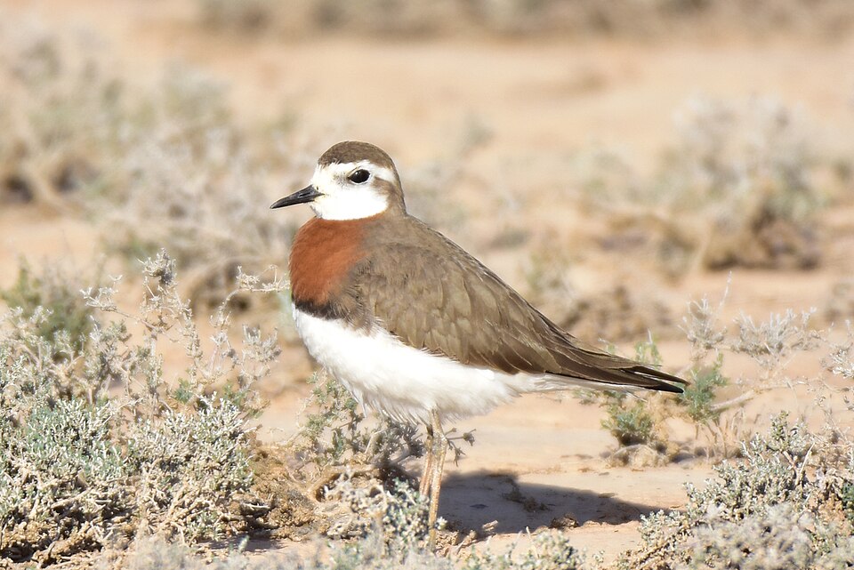 Caspian Plover