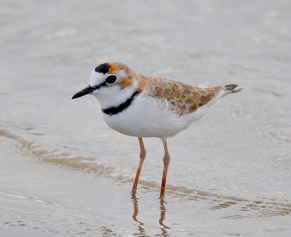 Collared Plover