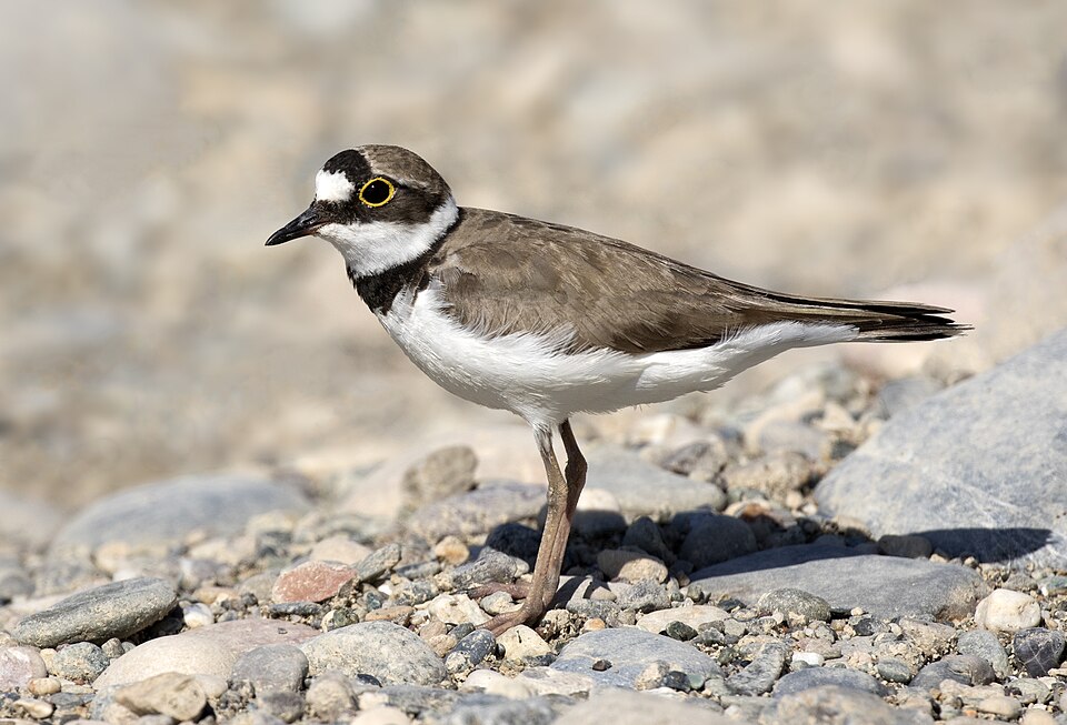Little Ringed Plover