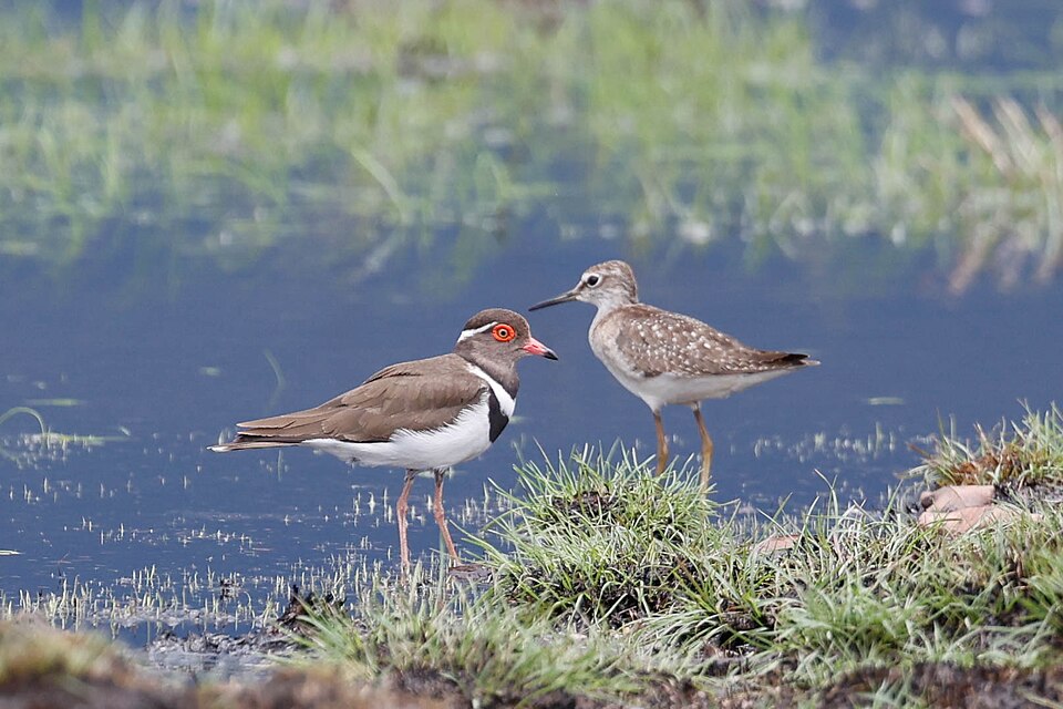 Forbes's Plover