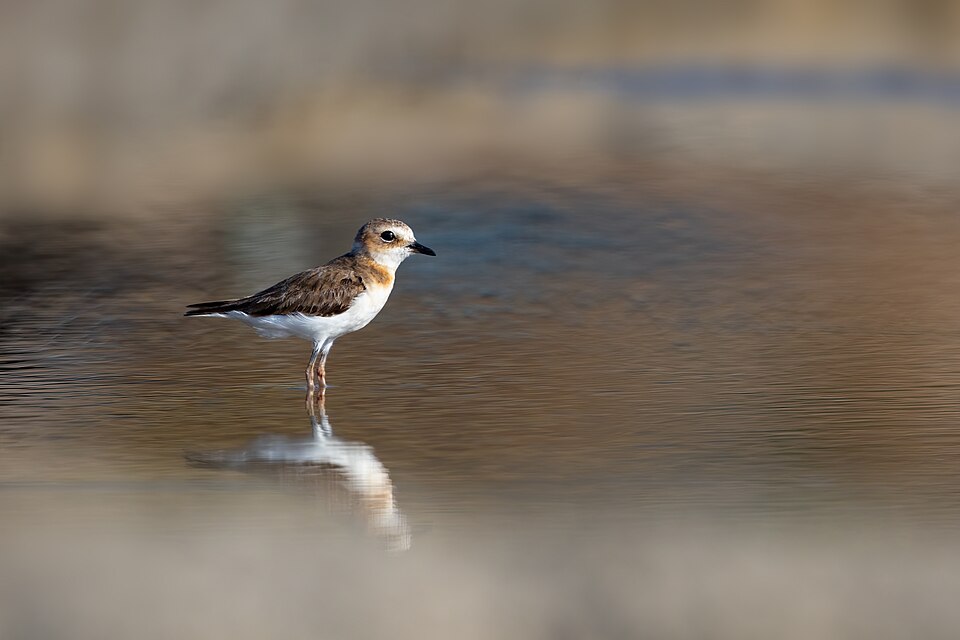 Javan Plover