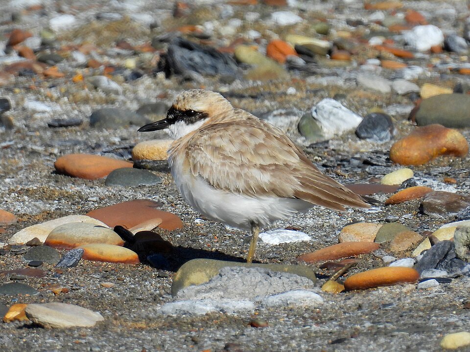 Greater Sand Plover