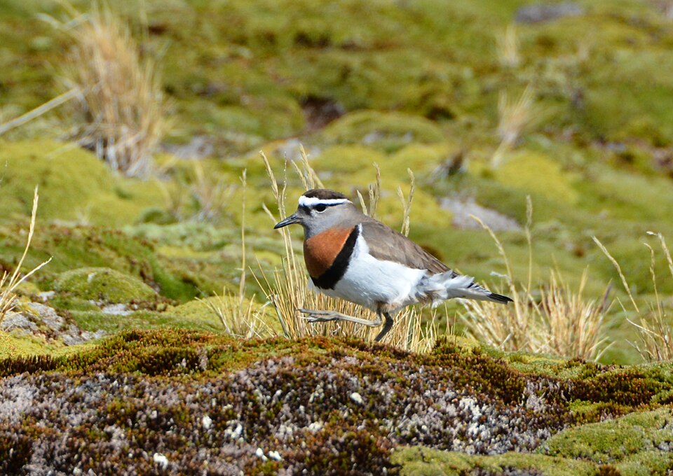 Rufous-chested Plover