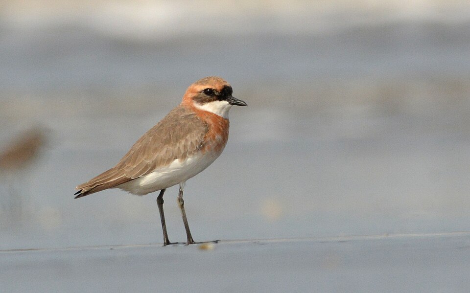 Lesser Sand Plover