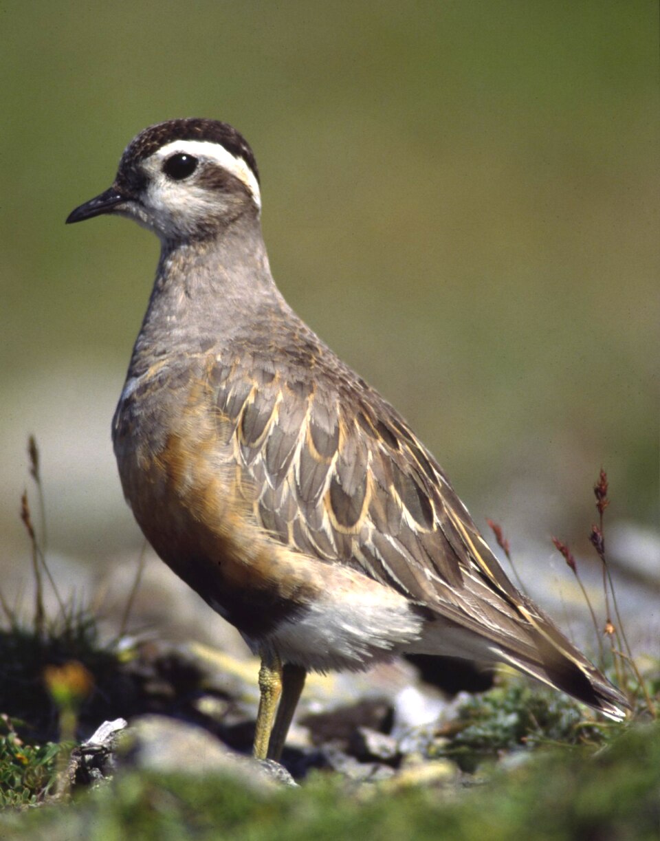 Eurasian Dotterel