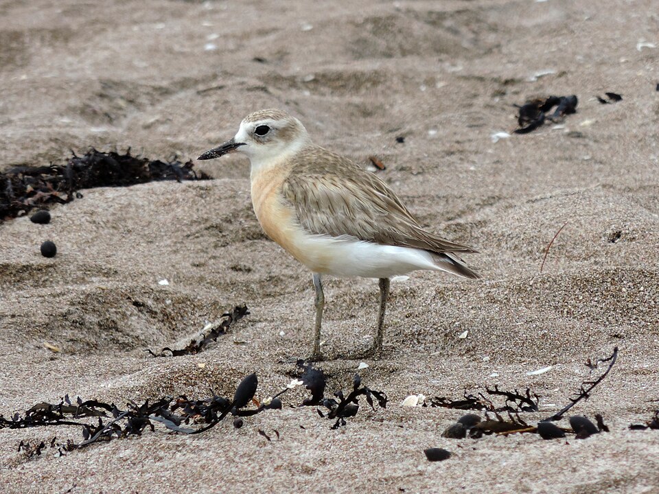 New Zealand Plover