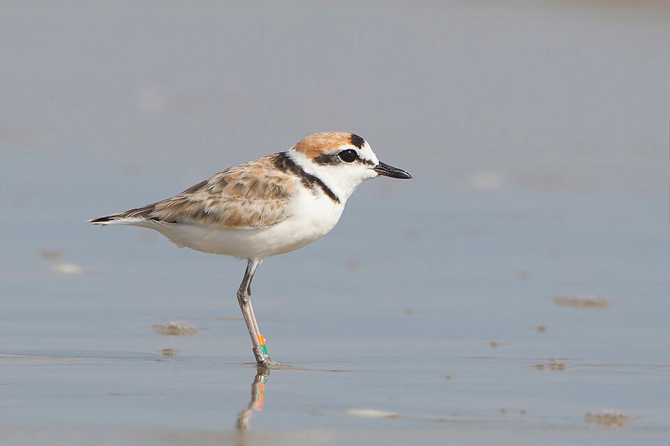 Malaysian Plover