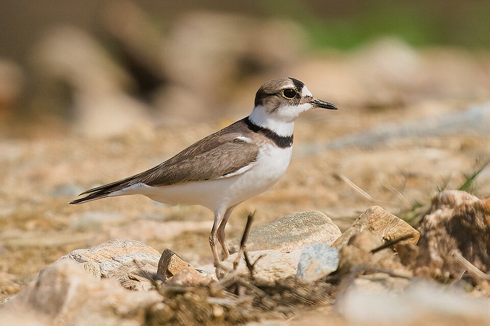 Long-billed Plover