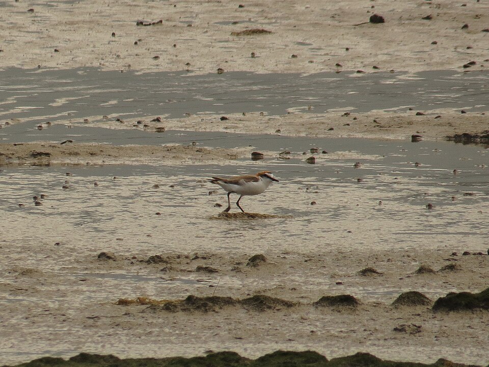 Red-capped Plover