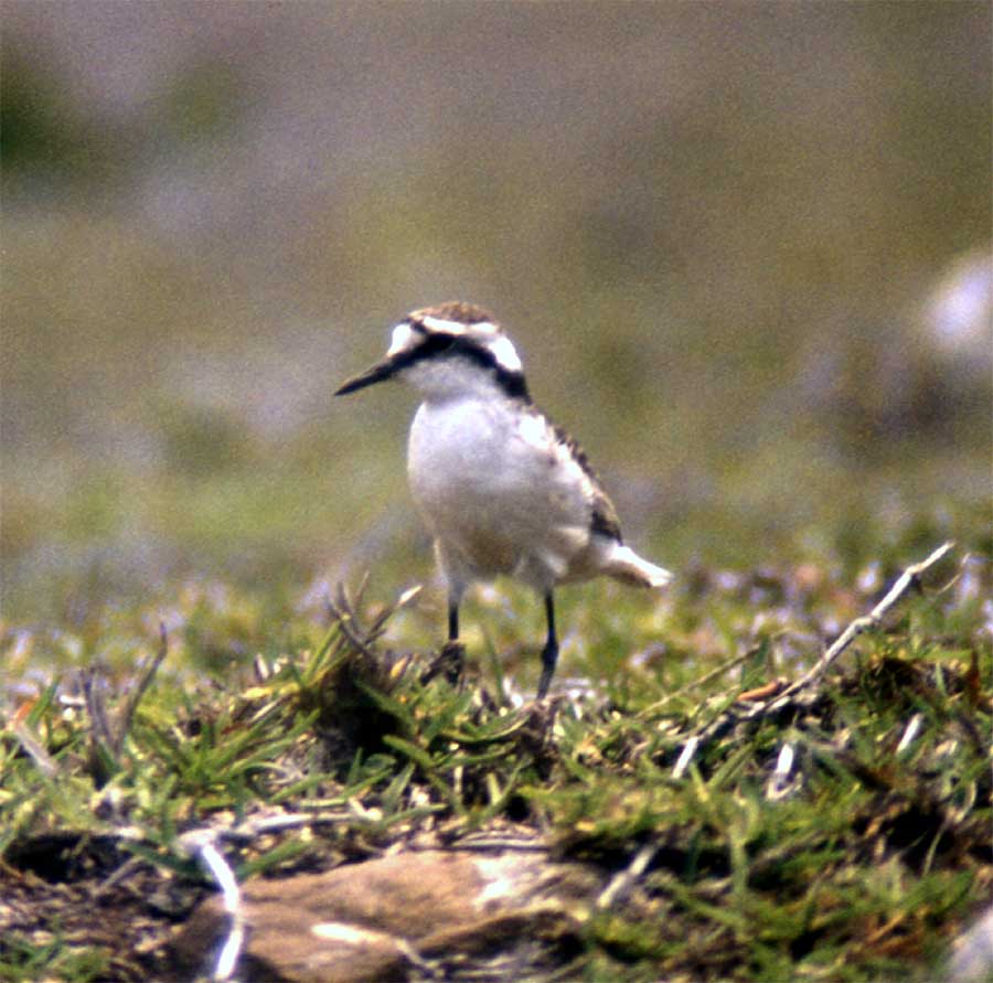 St. Helena Plover
