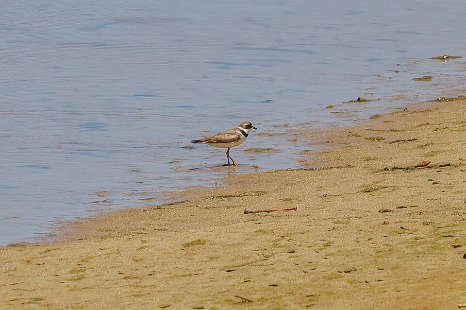 Semipalmated Plover