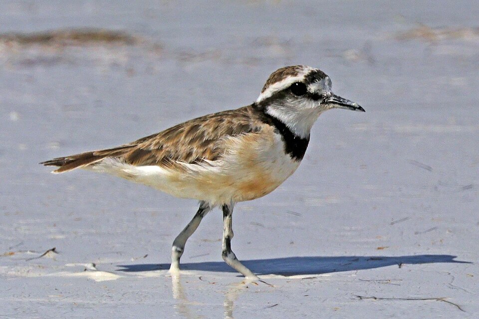 Madagascar Plover