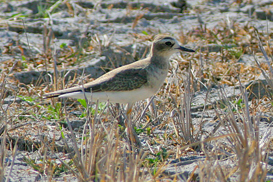 Oriental Plover