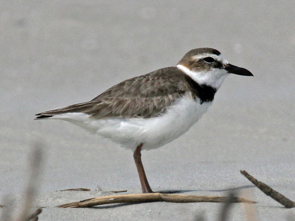 Wilson's Plover