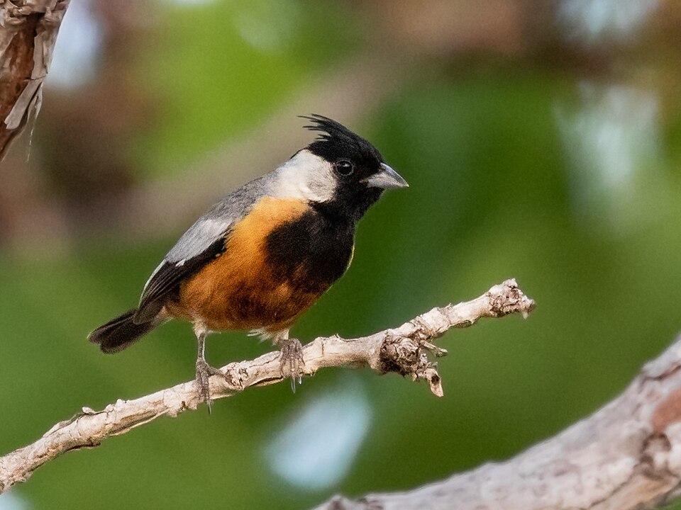 Coal-crested Finch