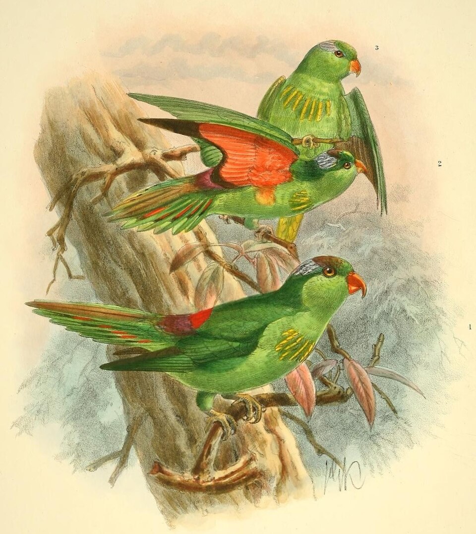 Pygmy Lorikeet