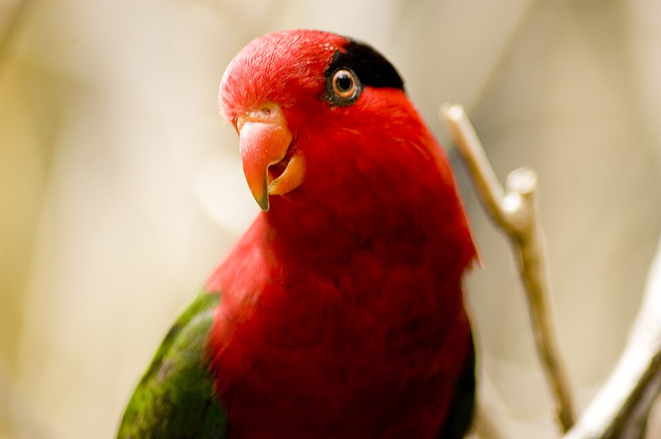 Papuan Lorikeet