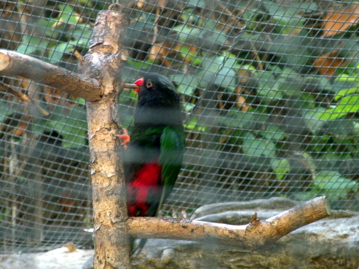 Stella's Lorikeet