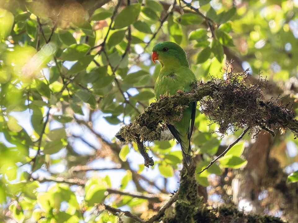 Blue-fronted Lorikeet