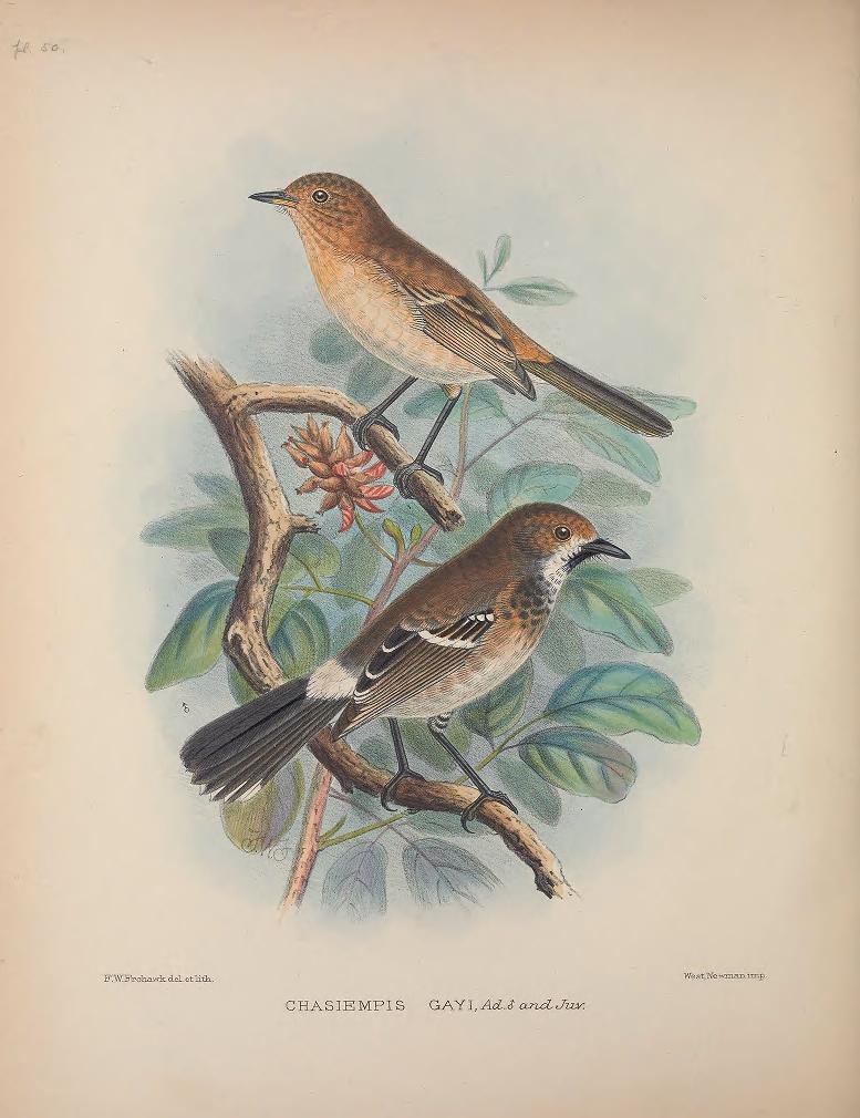 Oahu Elepaio