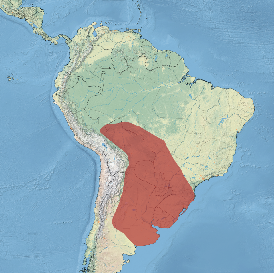 Southern Screamer