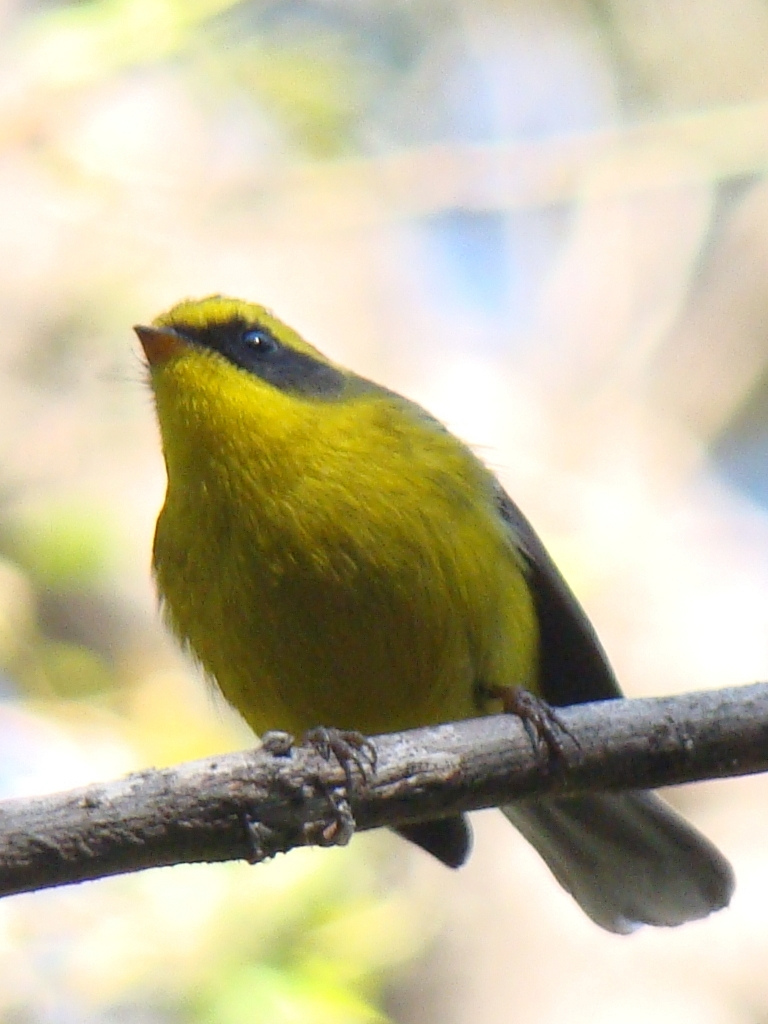 Yellow-bellied Fantail