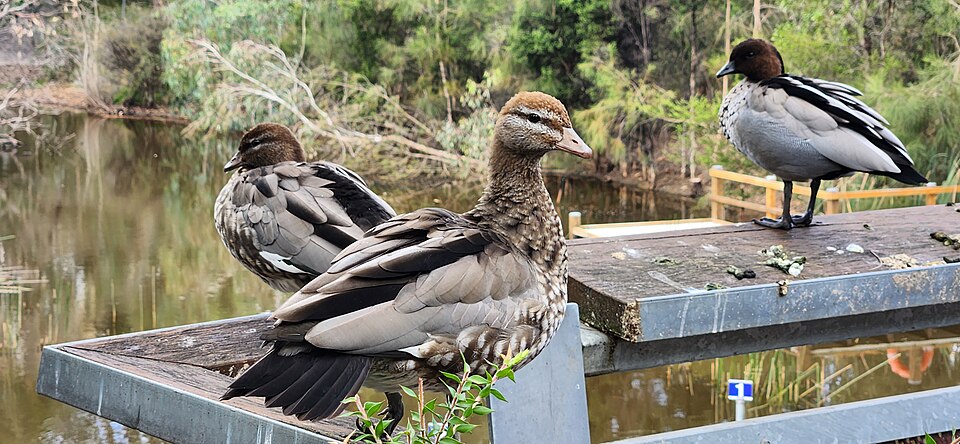 Maned Duck