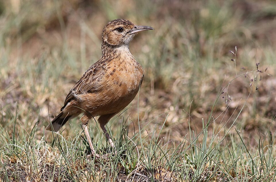 Spike-heeled Lark