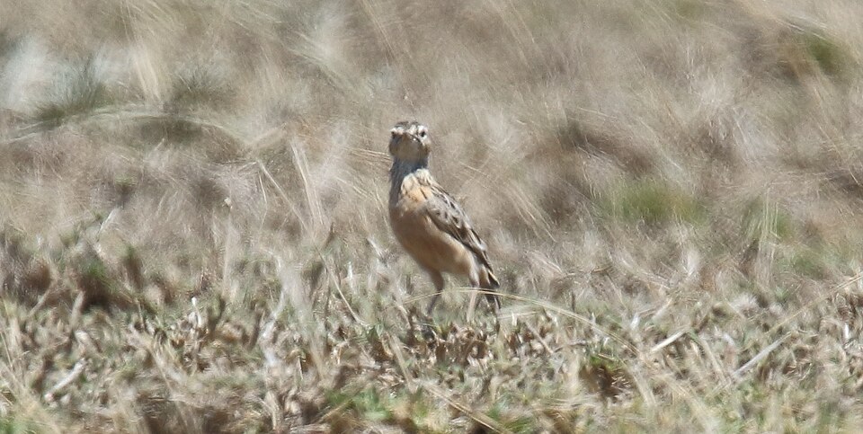 Beesley's Lark