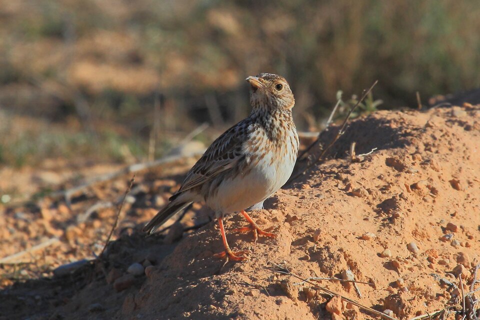 Dupont's Lark