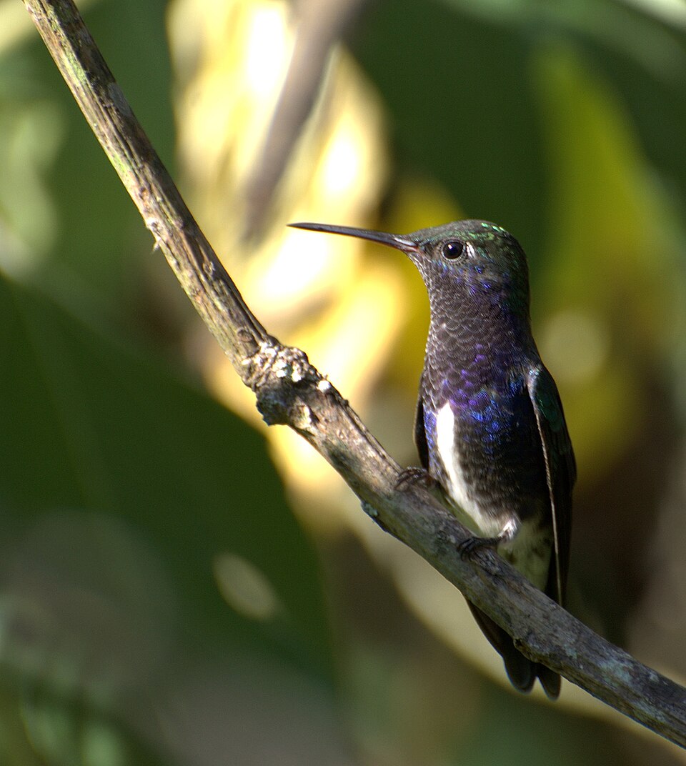 Sapphire-spangled Emerald