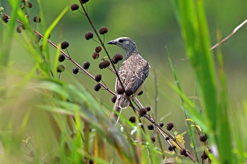 Fawn-breasted Bowerbird
