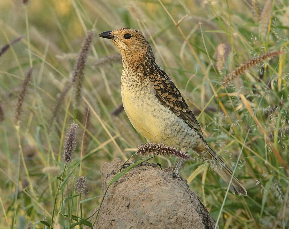 Spotted Bowerbird