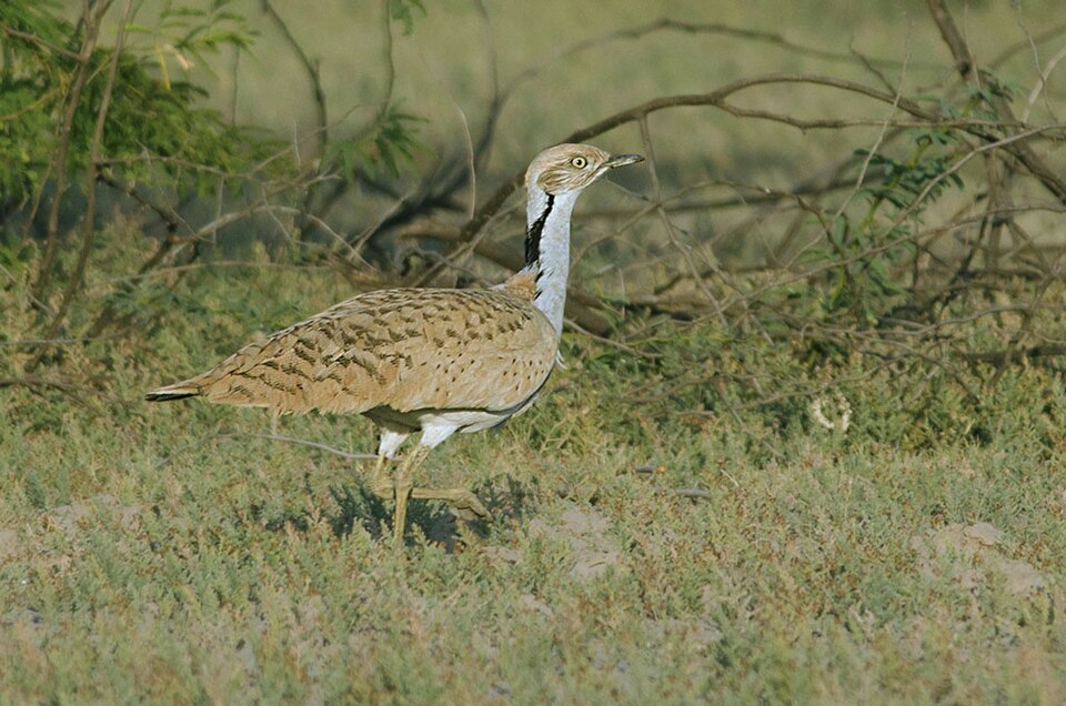 Macqueen's Bustard