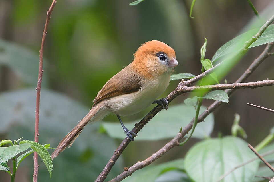 Pale-billed Parrotbill
