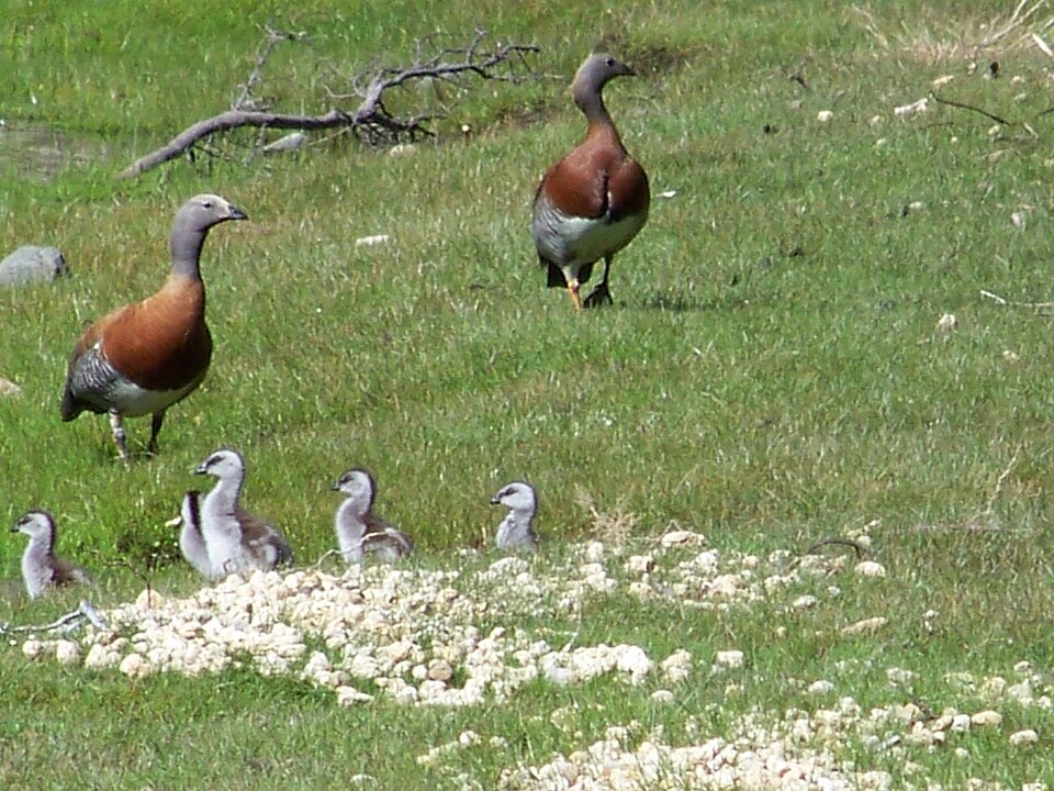 Ashy-headed Goose