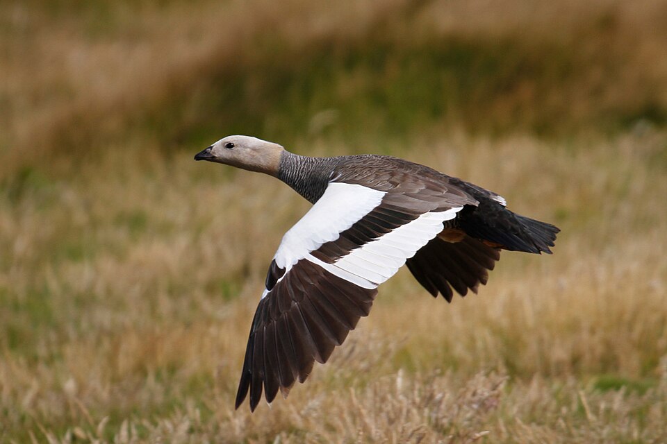 Ruddy-headed Goose