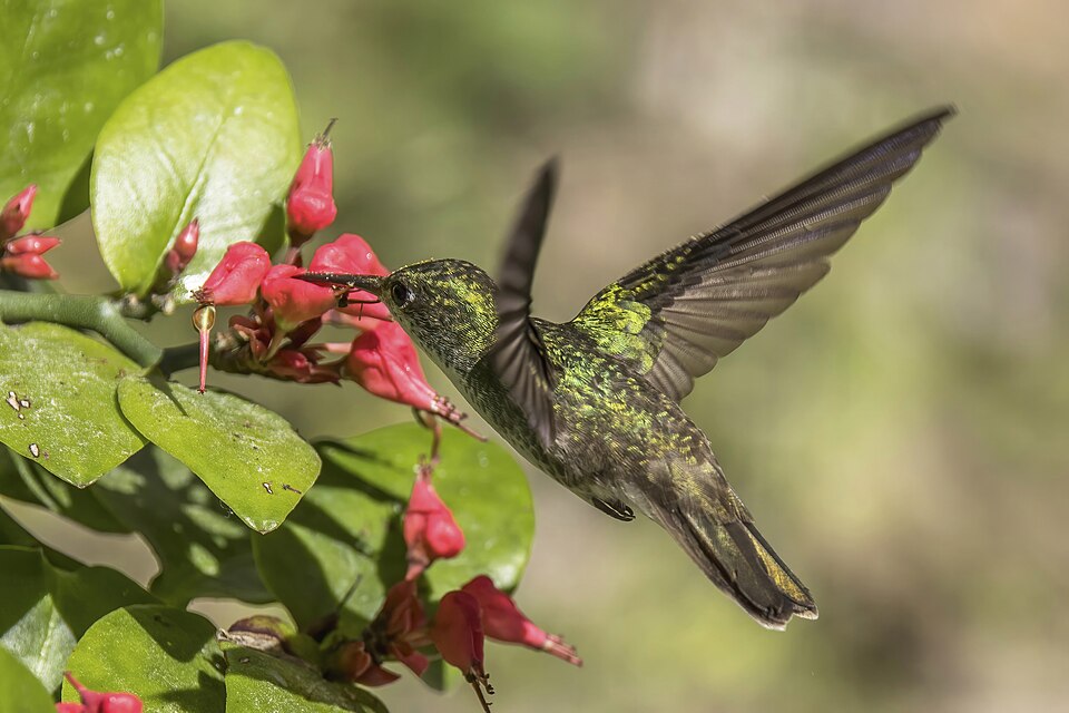White-bellied Emerald