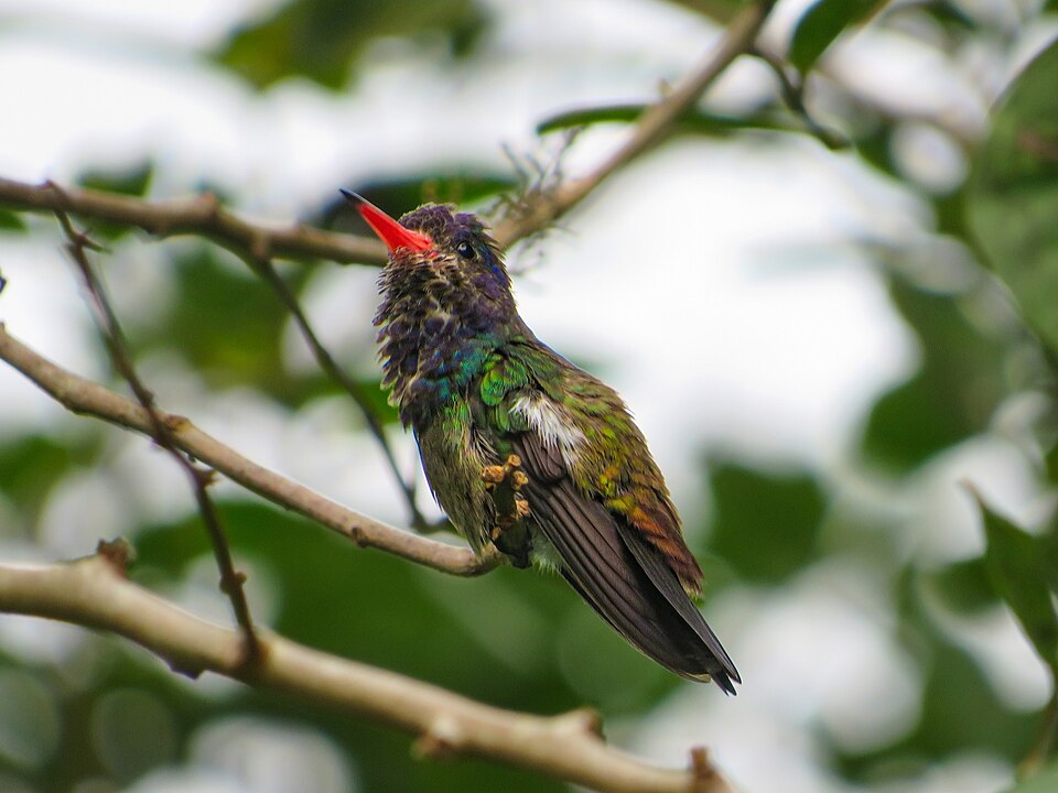 White-chinned Sapphire