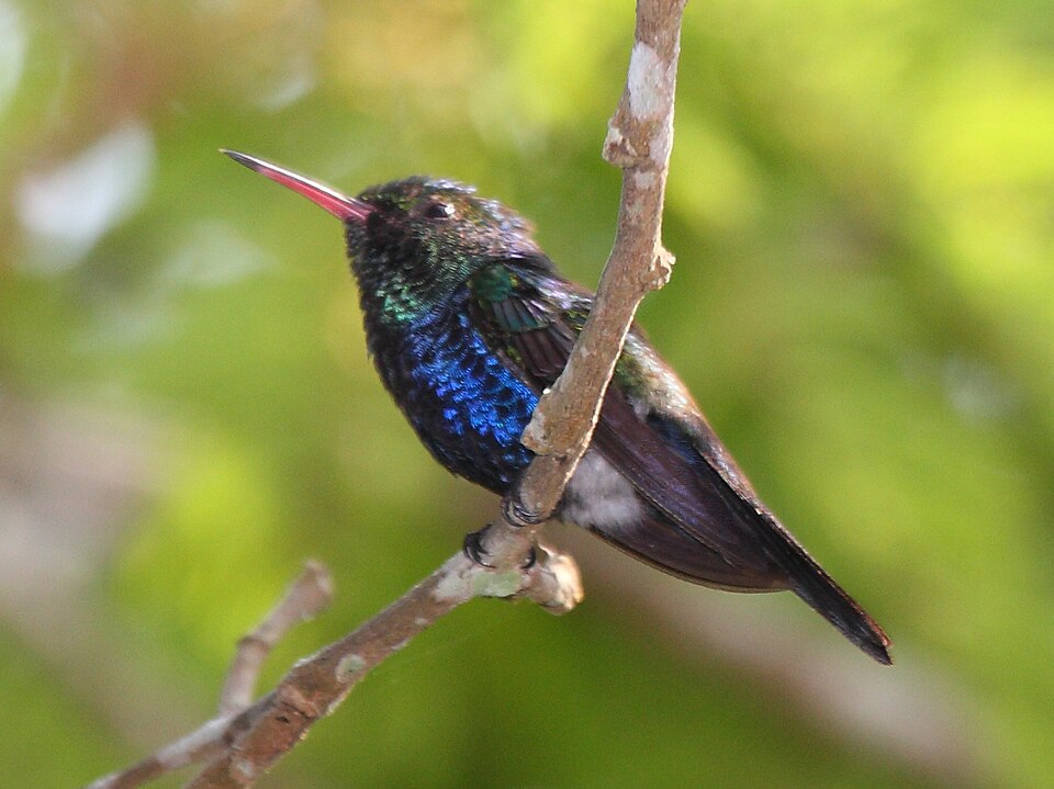 Violet-bellied Hummingbird