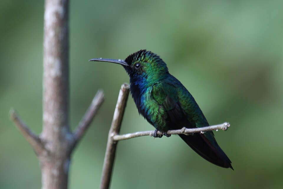 Blue-chinned Sapphire