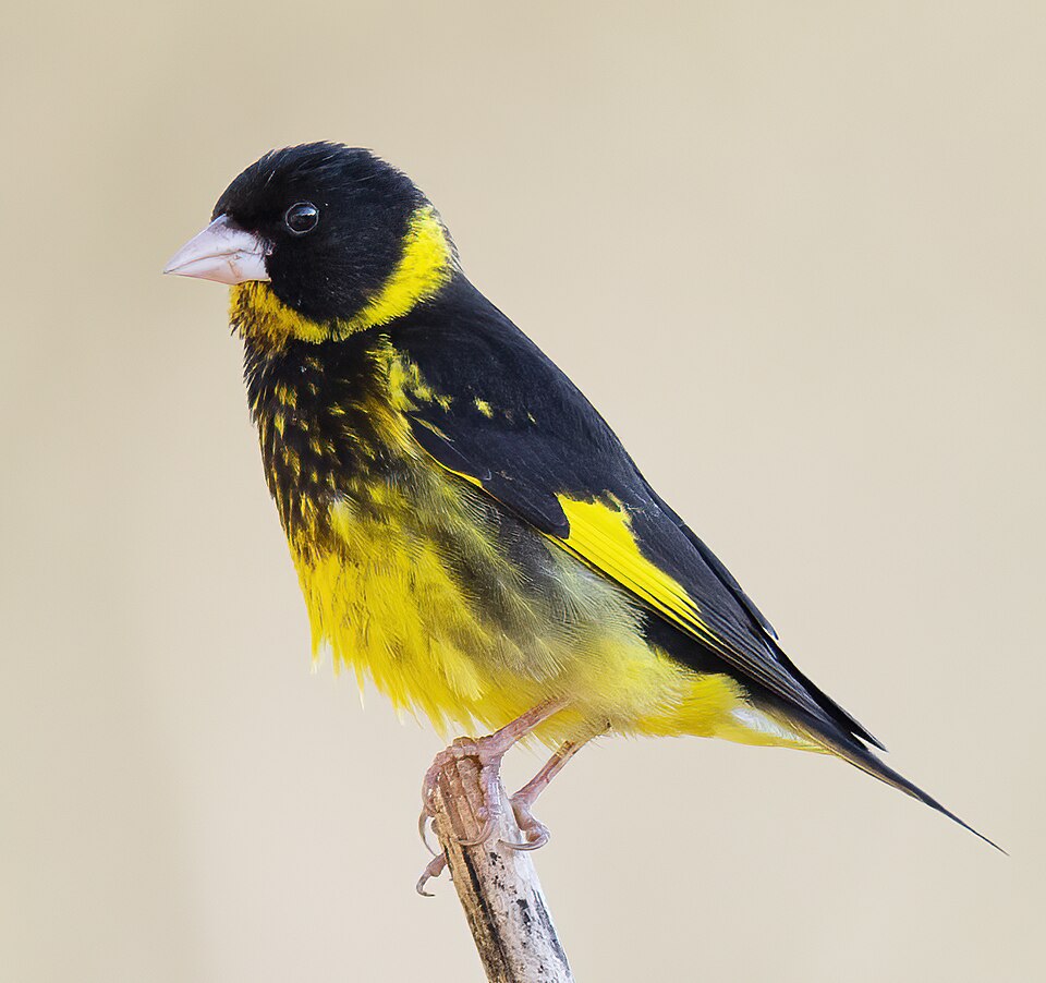 Vietnamese Greenfinch
