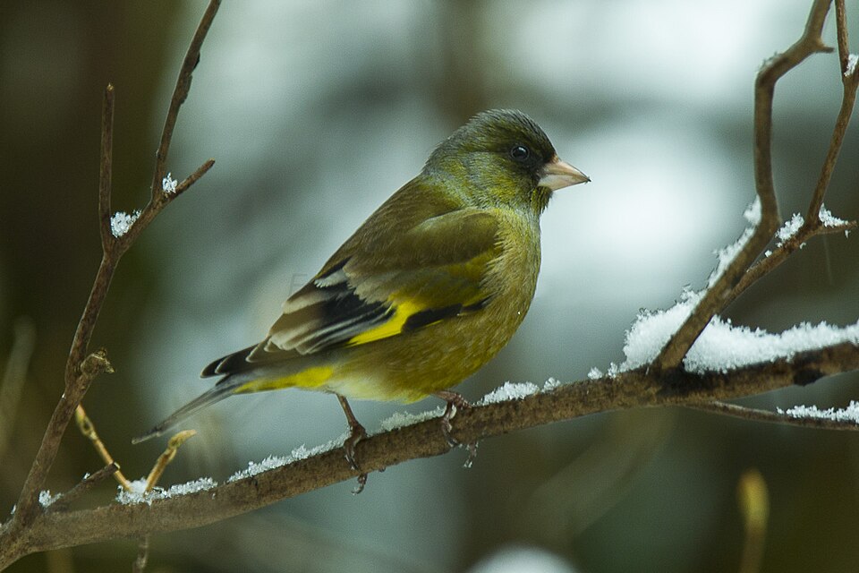Grey-capped Greenfinch