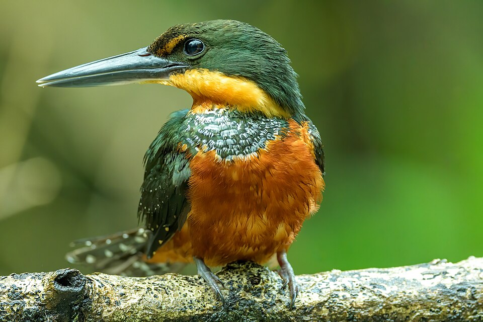Green-and-rufous Kingfisher