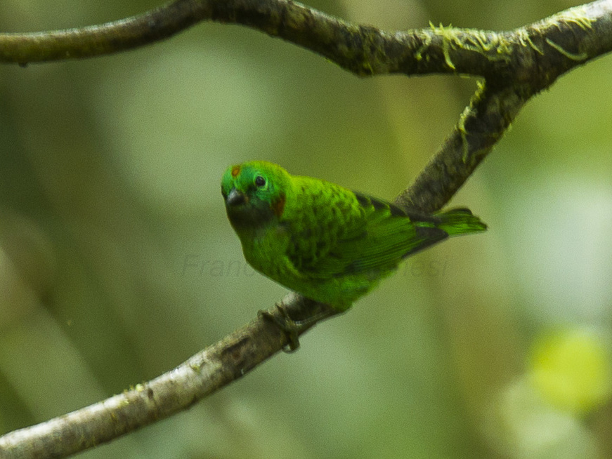 Orange-eared Tanager
