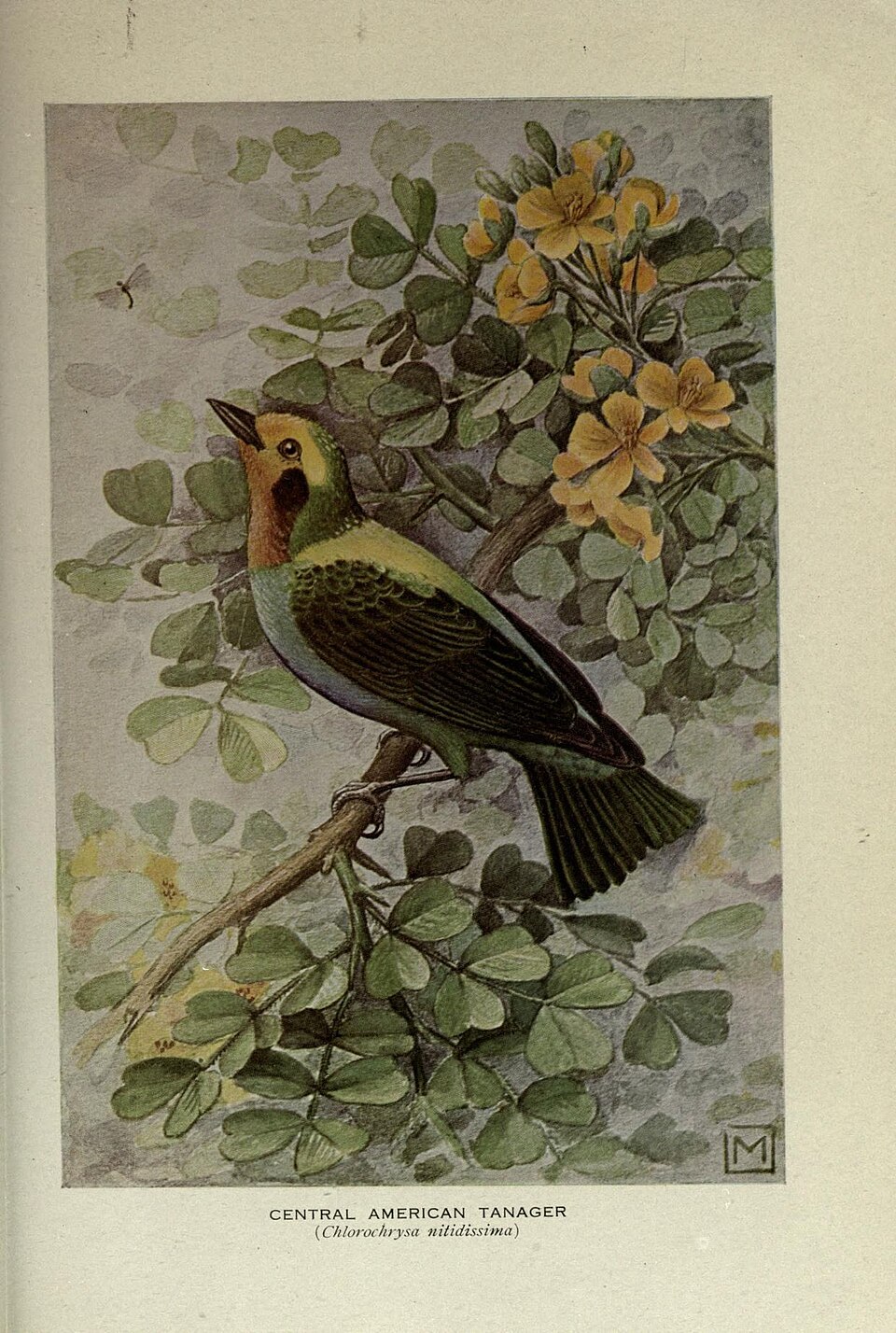 Multicolored Tanager