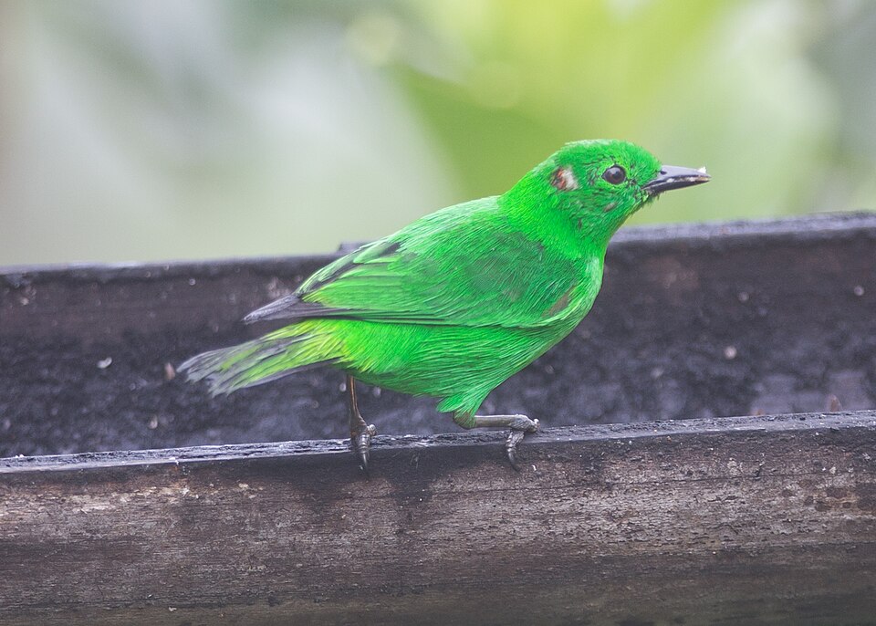 Glistening-green Tanager