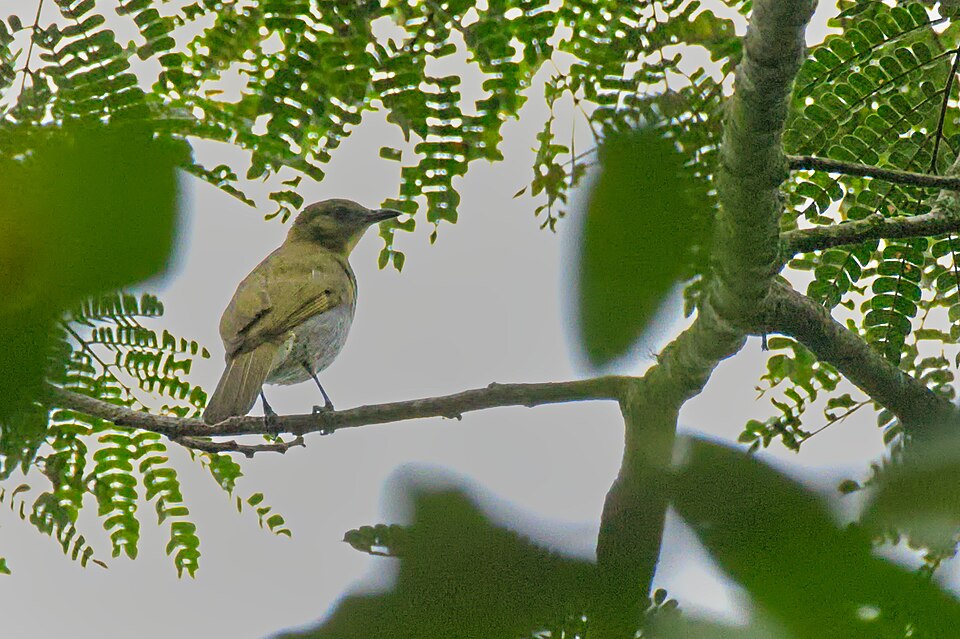 Falkenstein's Greenbul
